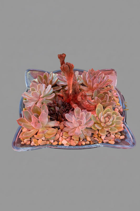 Succulent terrarium arrangement