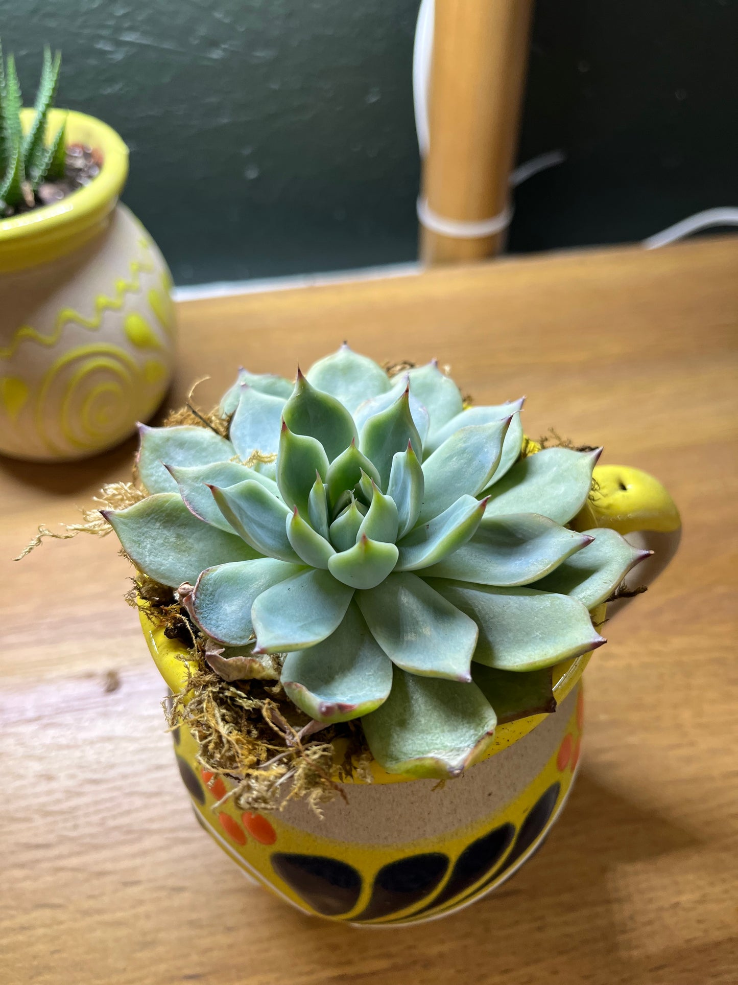 2 inch Echeveria Mexican pottery