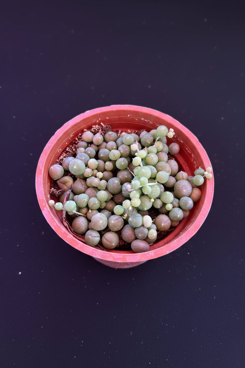 String of Pearls