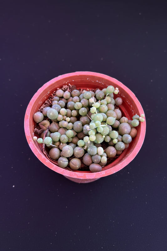 String of Pearls