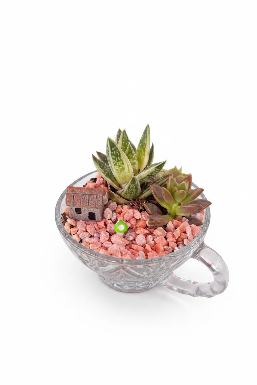 Mini Glass Vintage Teacup terrarium