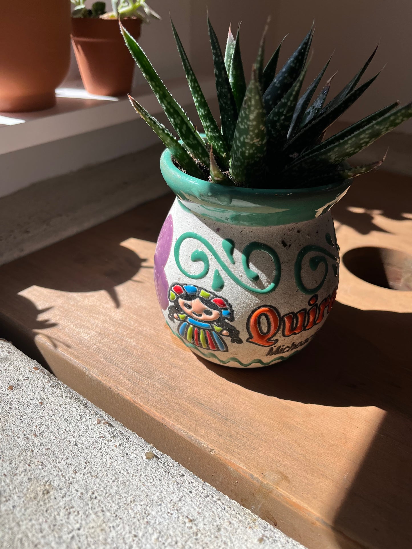 Haworthia in clay pot