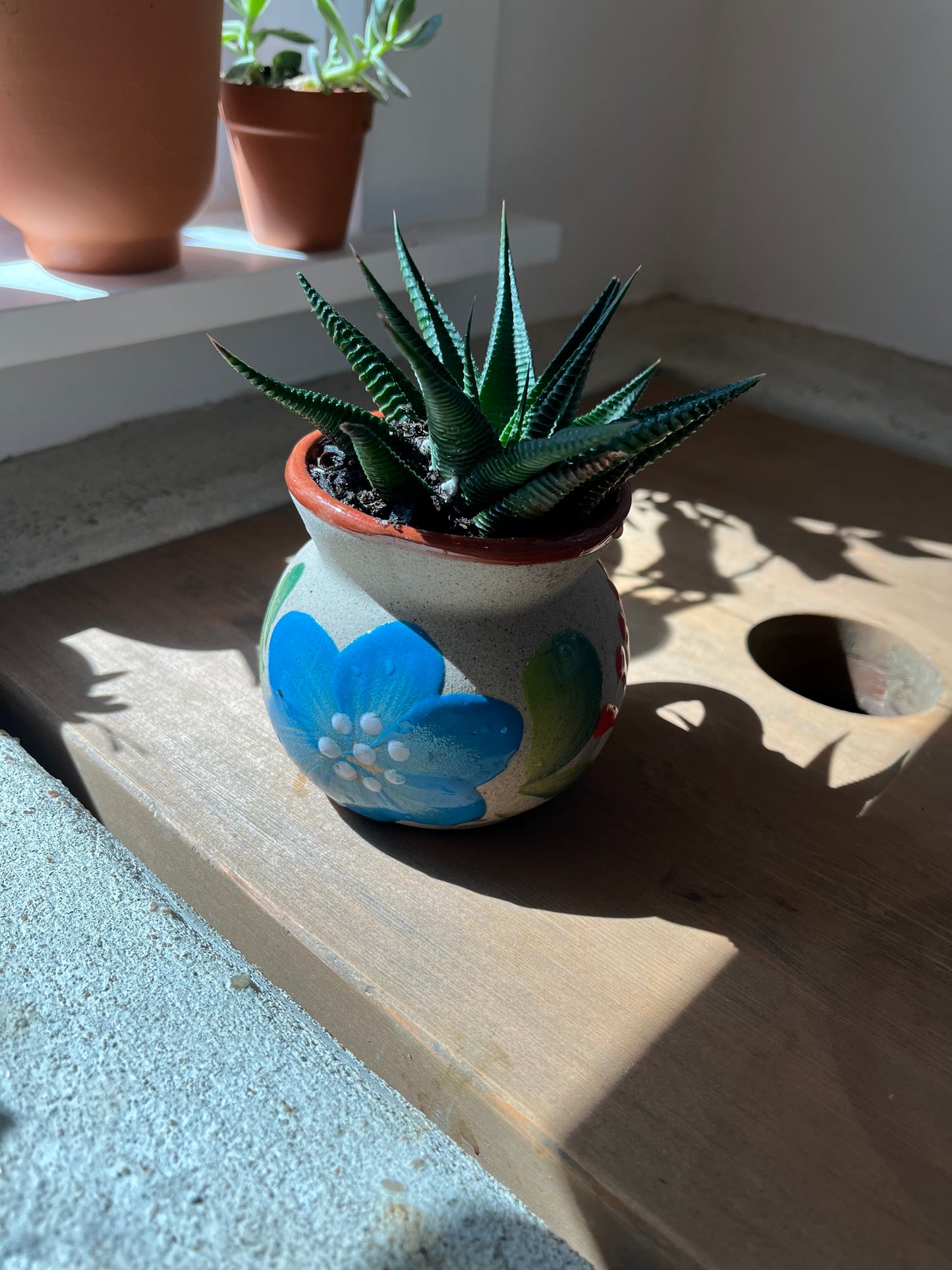 Haworthia in clay pot