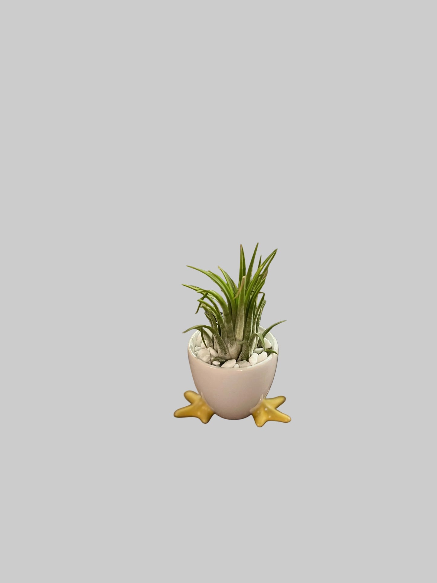 Tillandisa Air Plant chicken pot