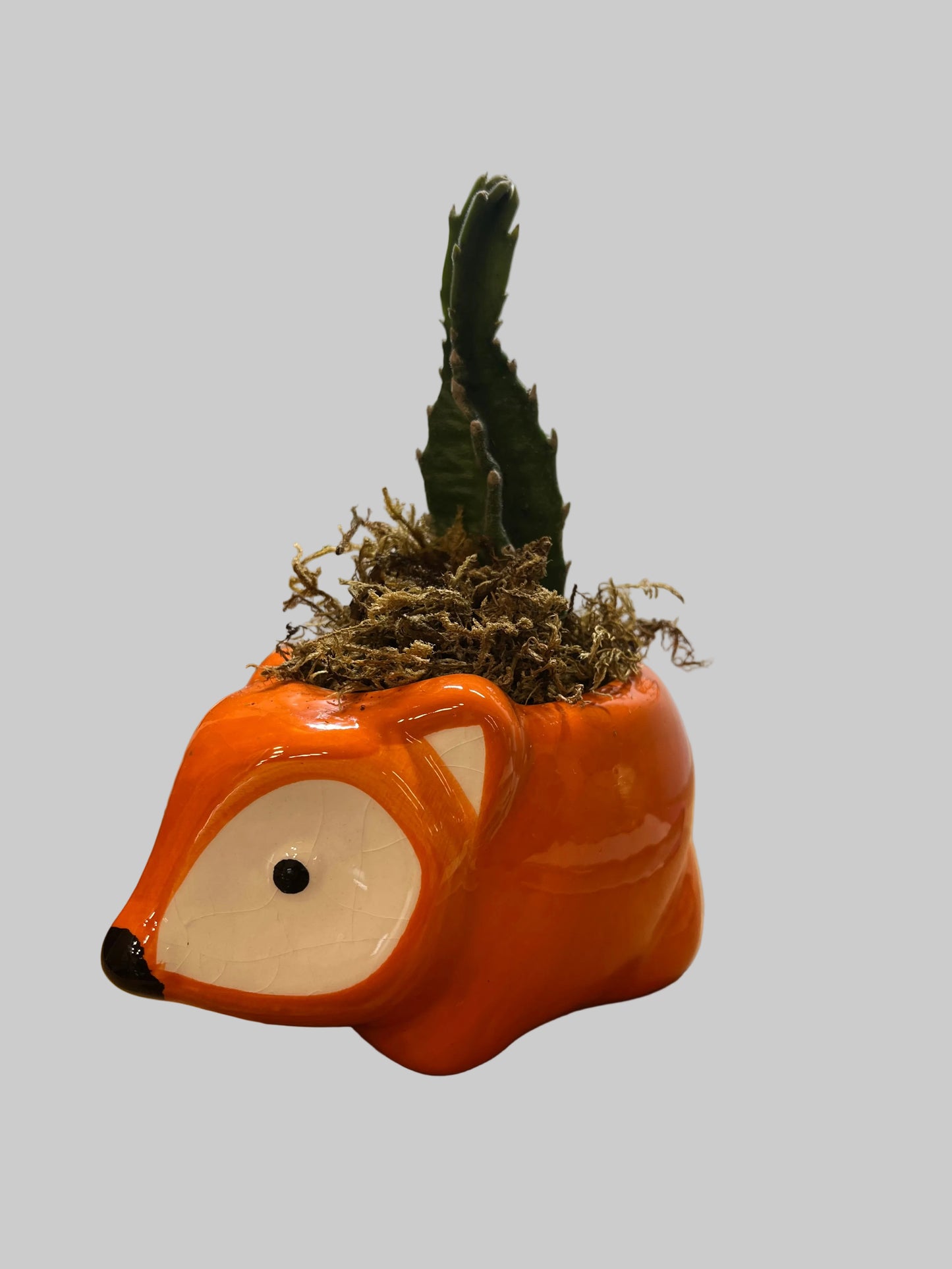 4 inch Stapelia