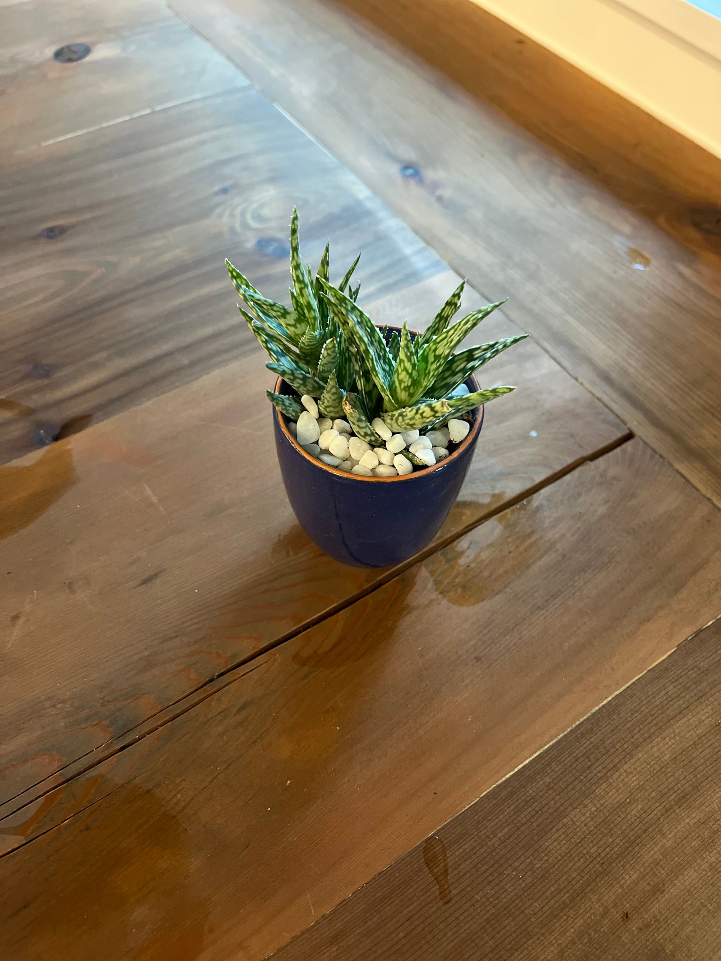 Aloes in mini blue planter