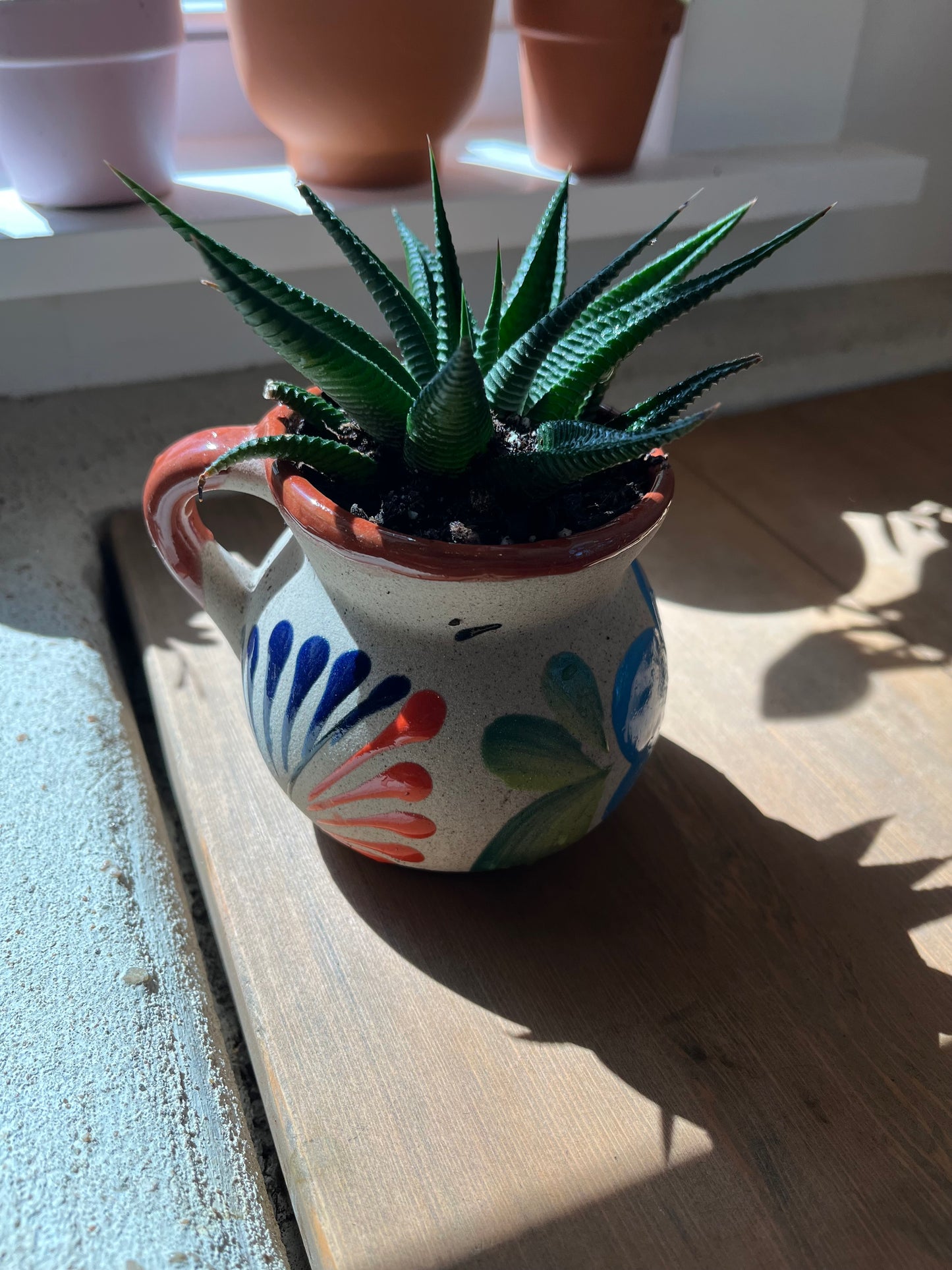 Haworthia in clay pot