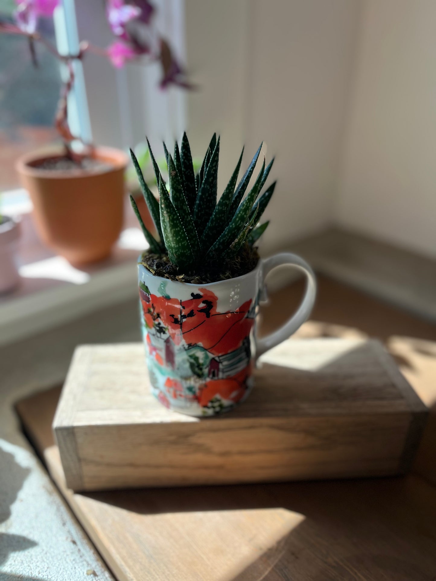 Haworthia in orange mug