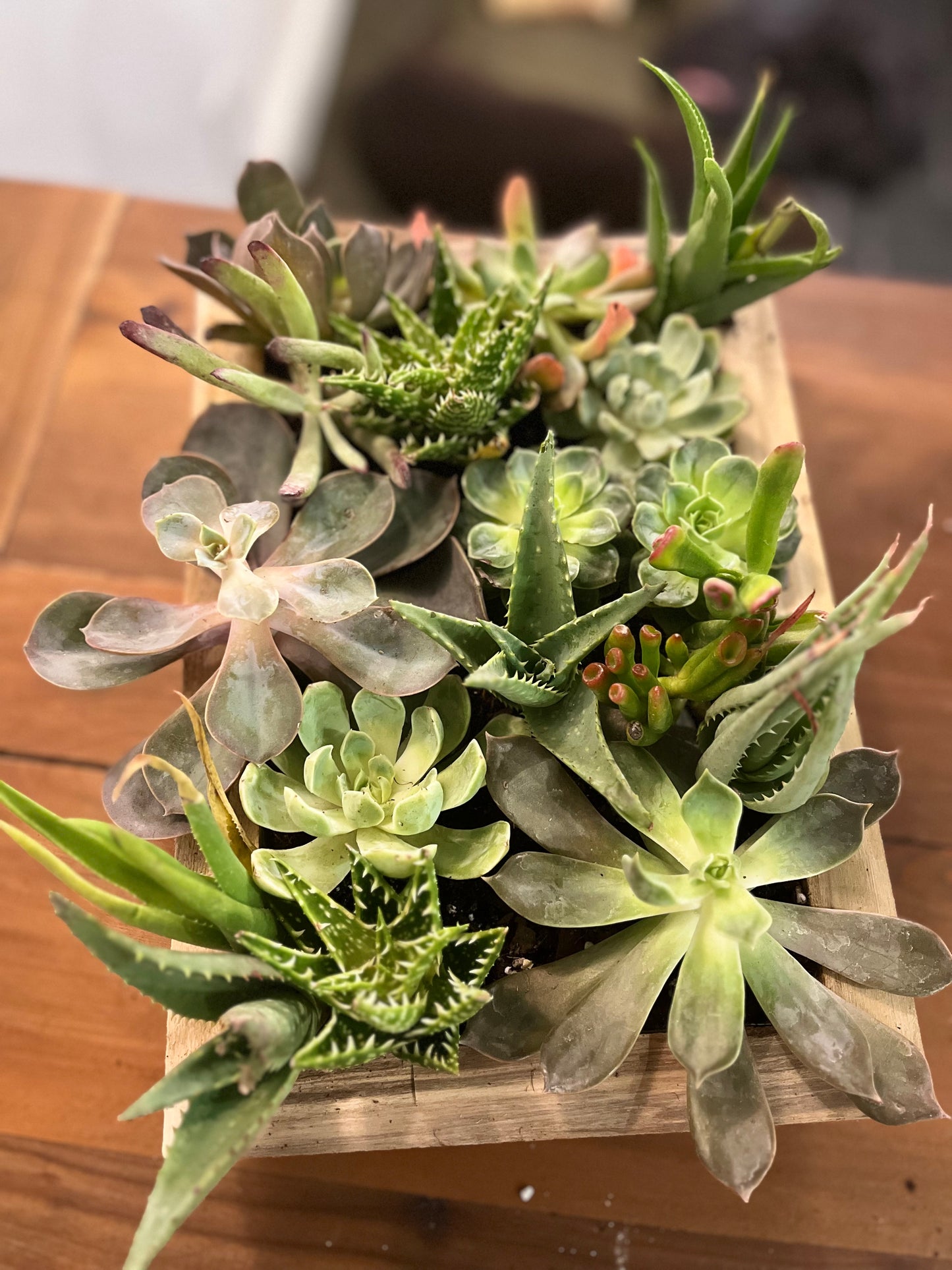 Succulent Garden