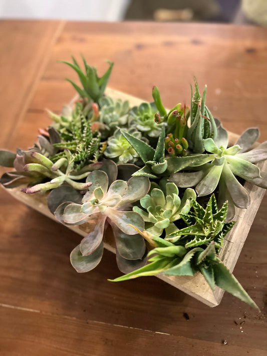 Succulent Garden