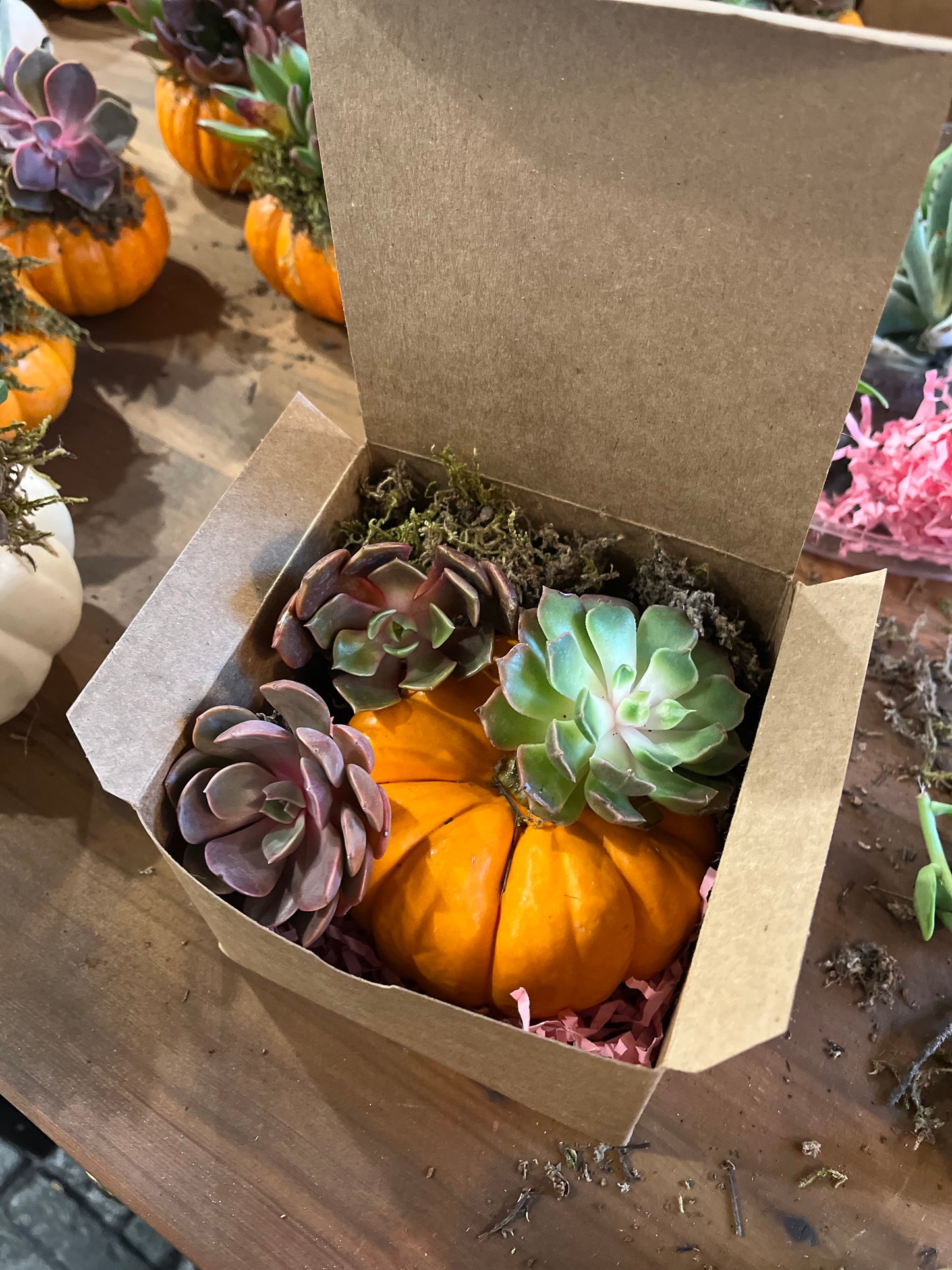 Mini Succulent Pumpkin DIY Kit