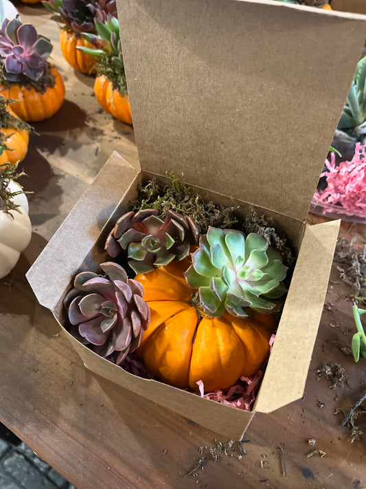 Mini Succulent Pumpkin DIY Kit