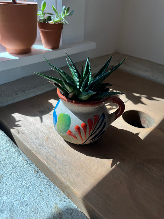 Haworthia in clay pot