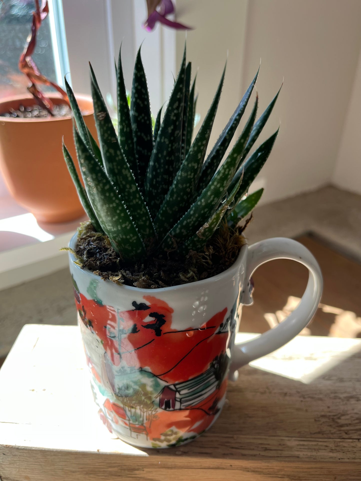 Haworthia in orange mug
