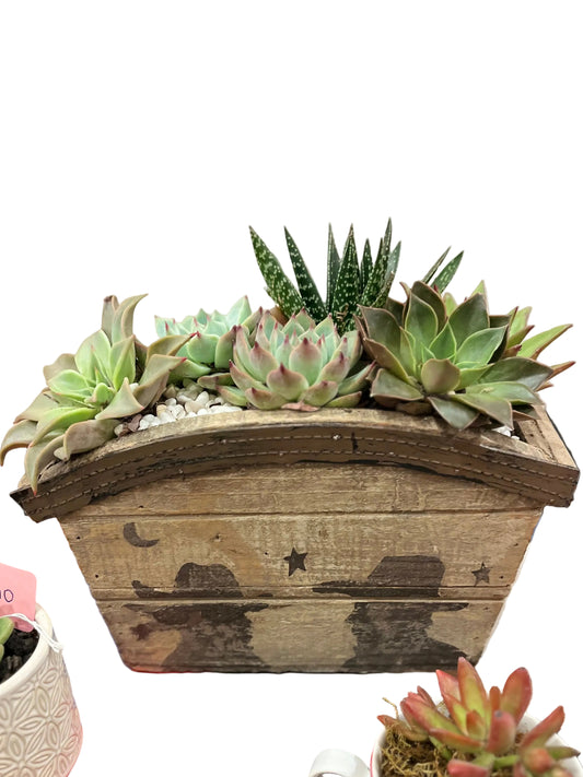 A box of succulents