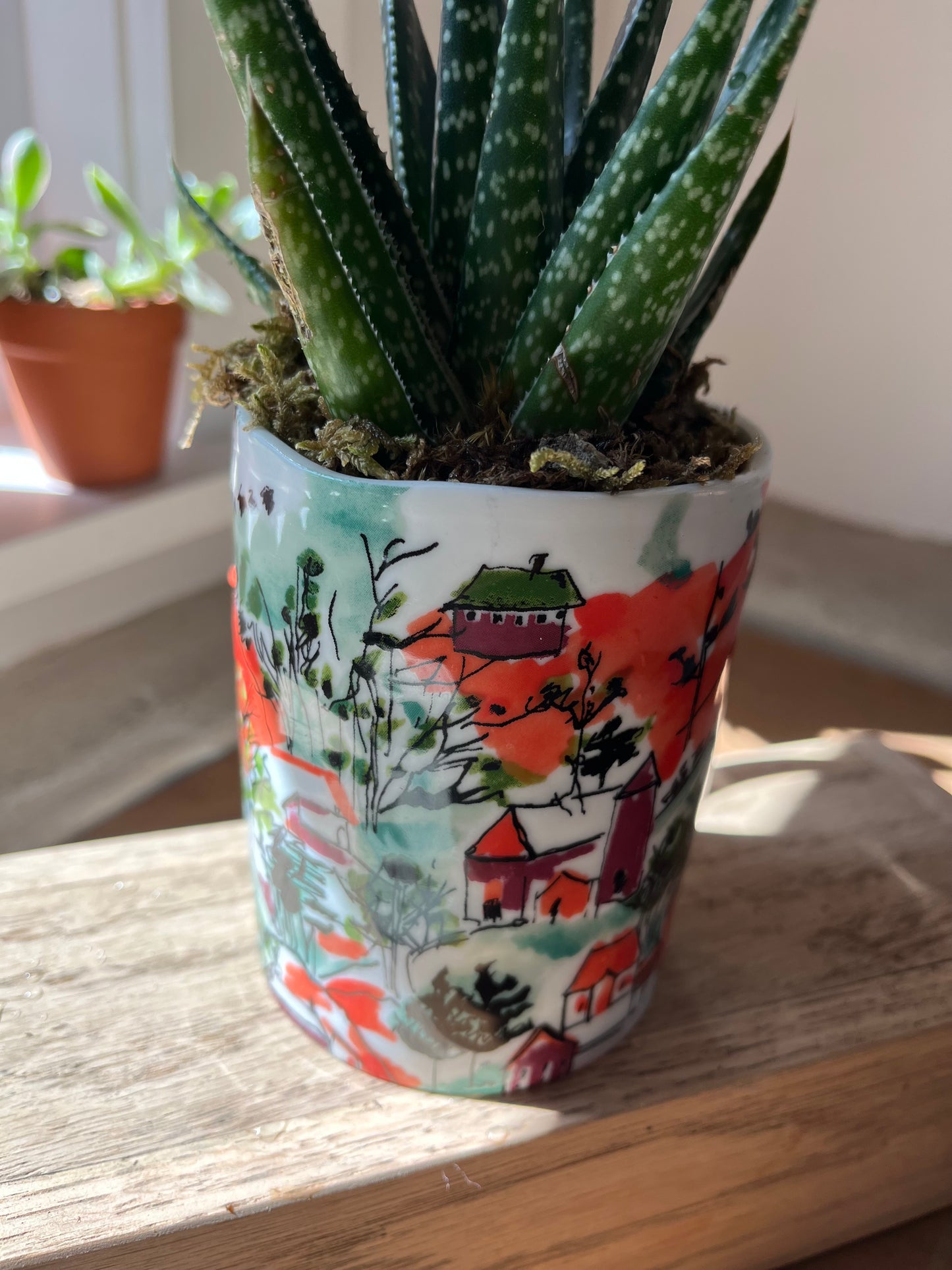 Haworthia in orange mug