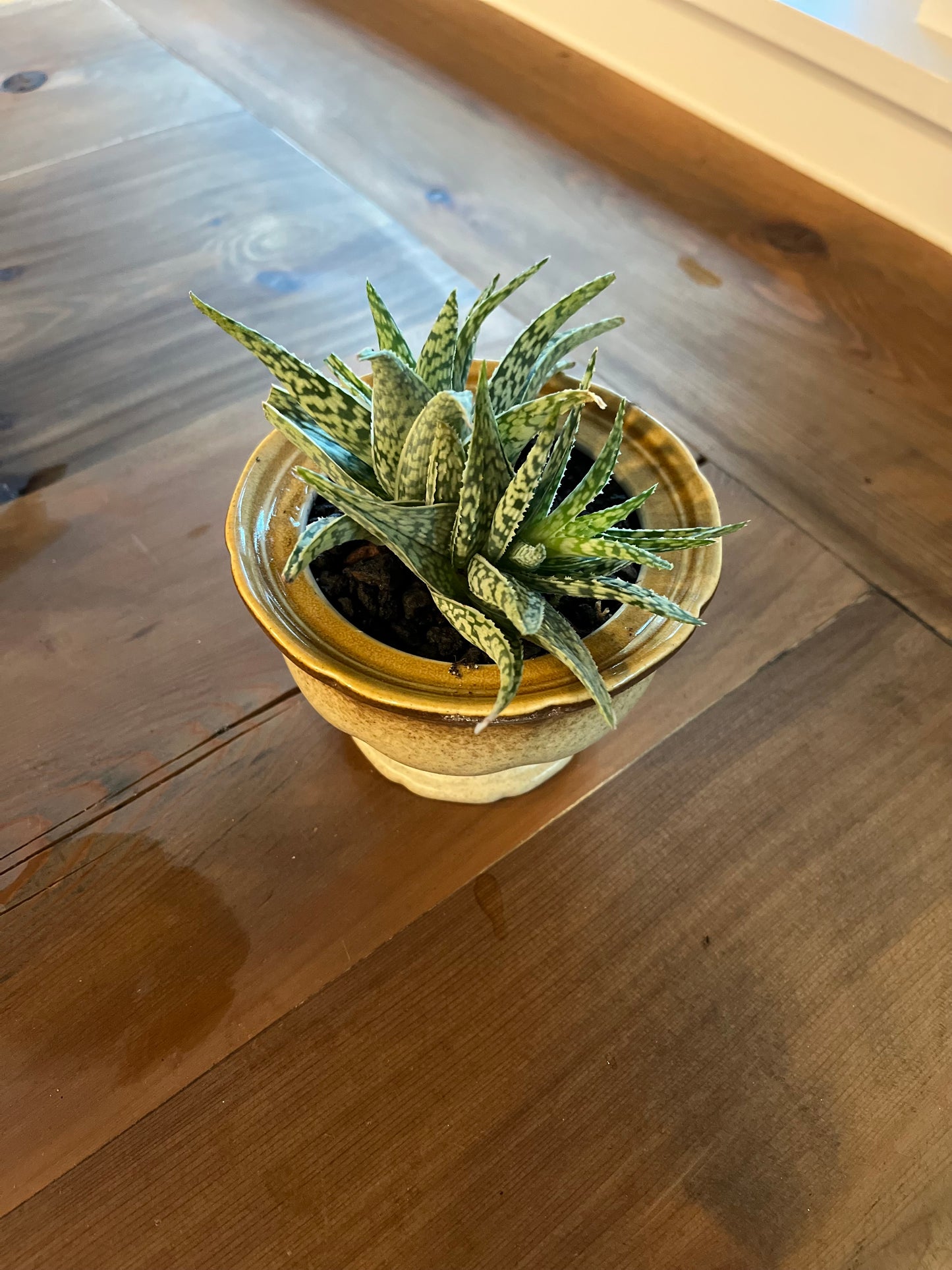 Aloes in planter