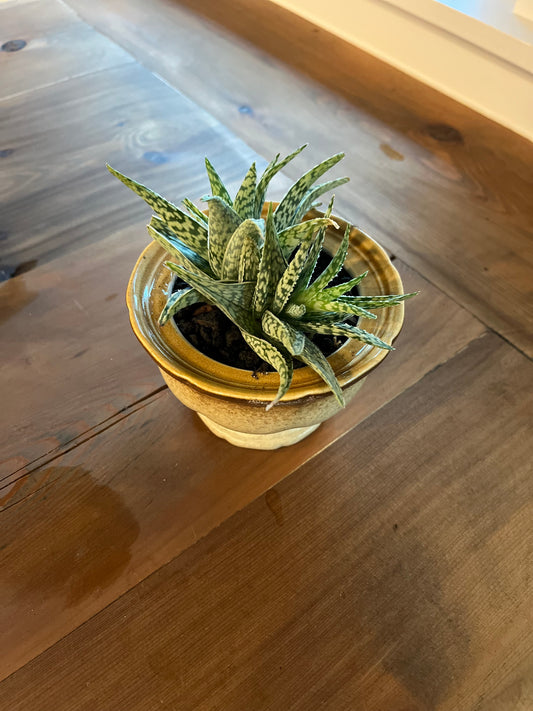 Aloes in planter