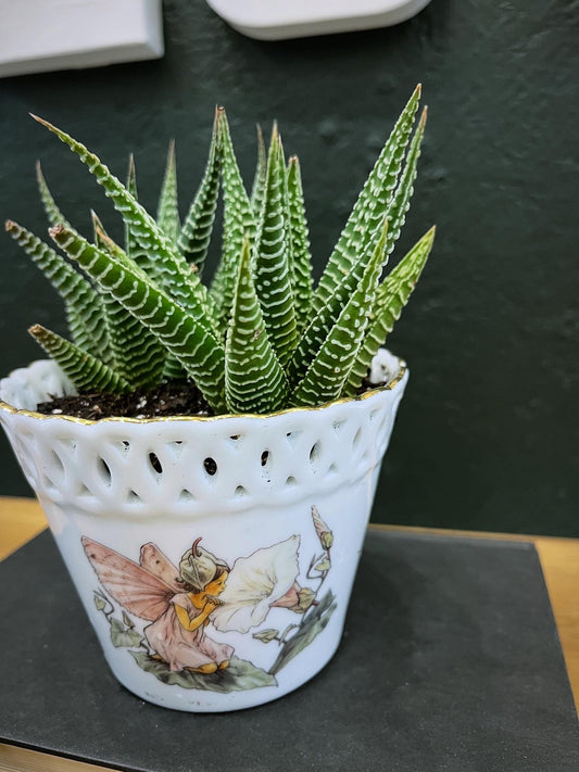 2-2 inch Haworthia