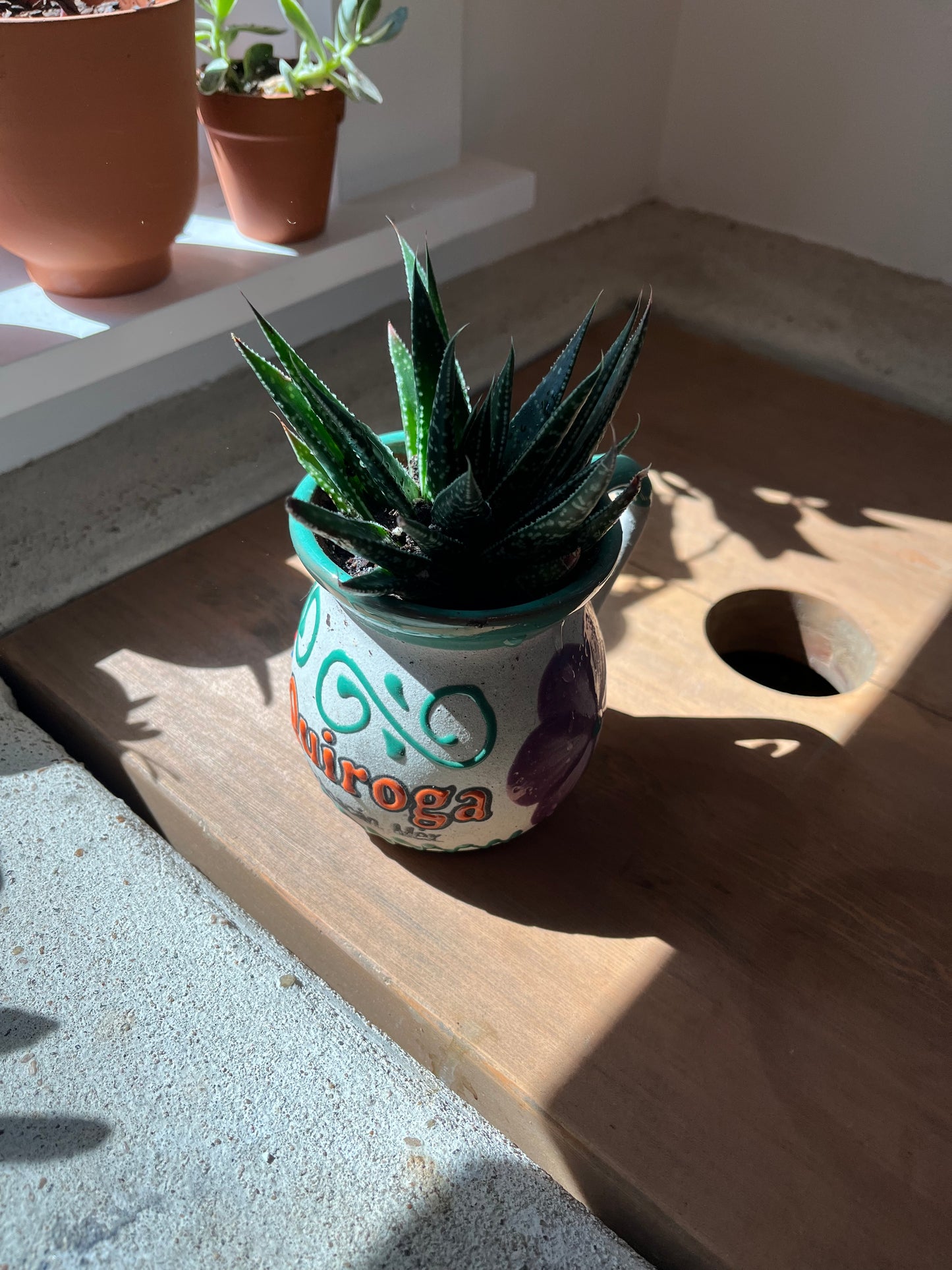 Haworthia in clay pot