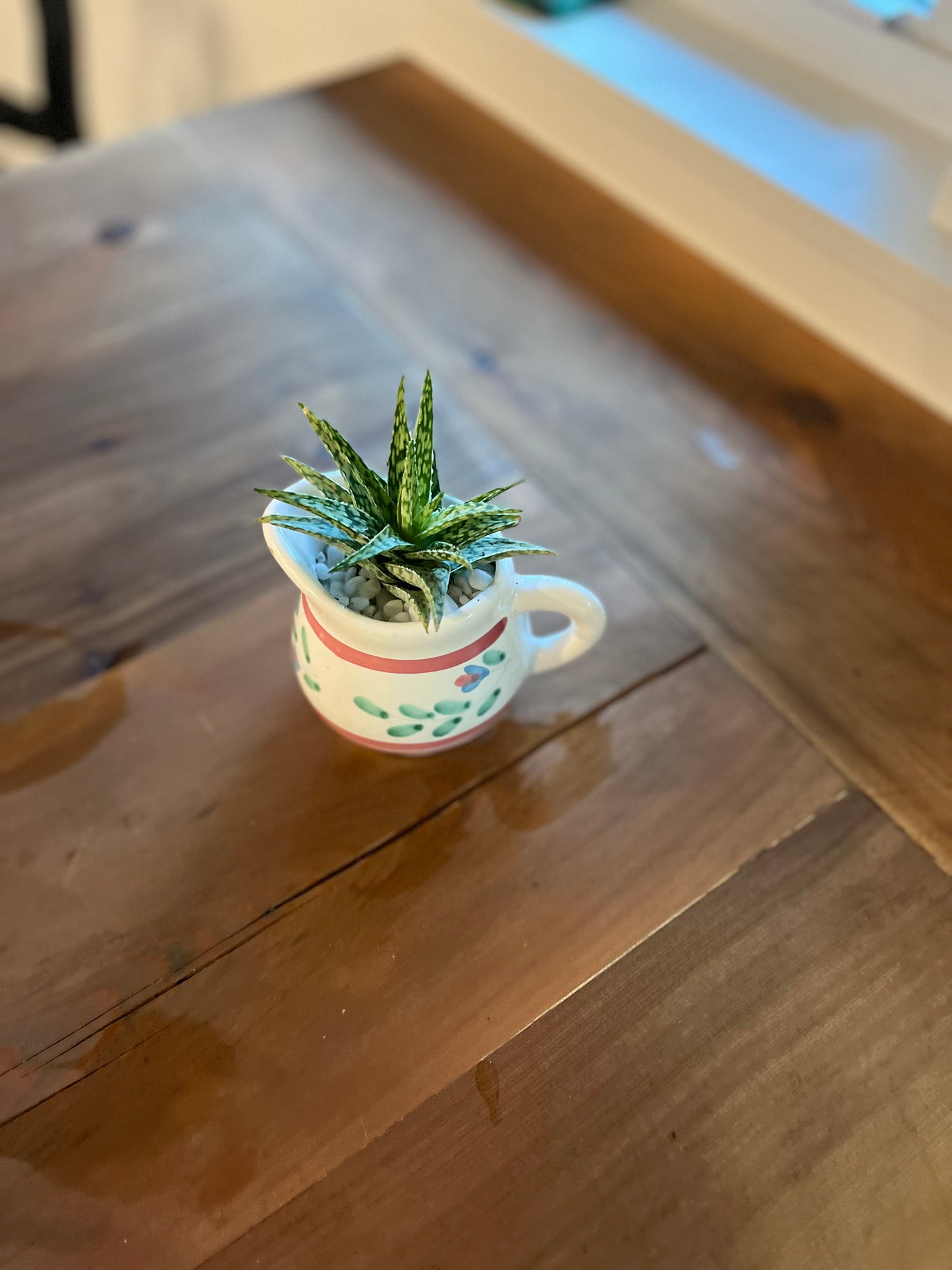 Aloe in terracotta vase