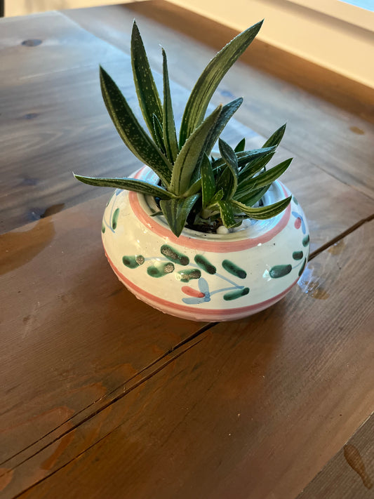 Haworthia in Pink/green terracotta