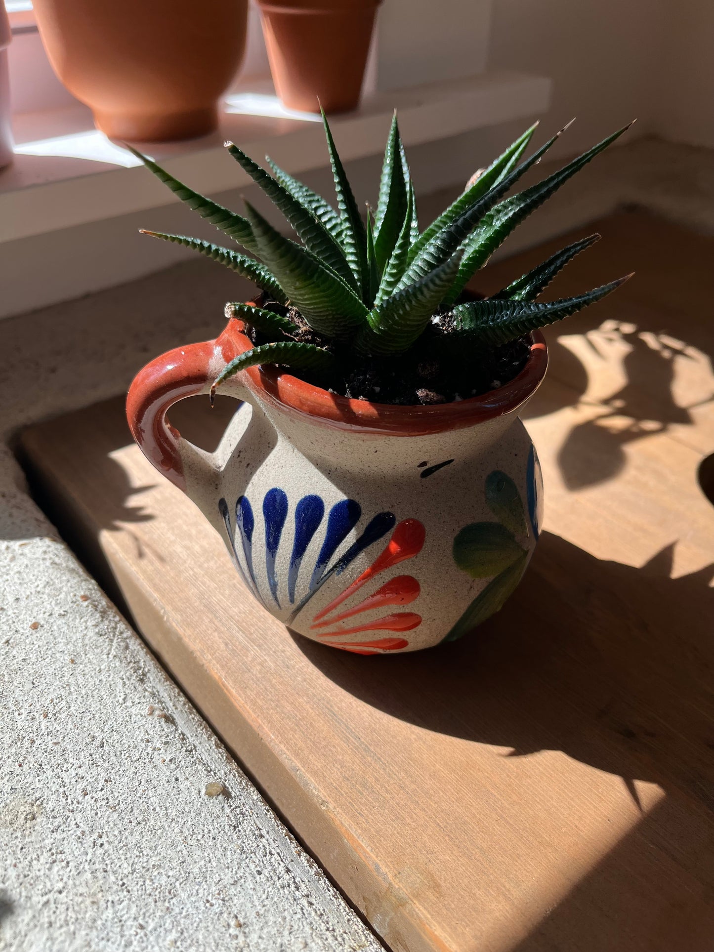 Haworthia in clay pot