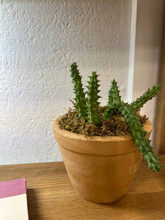 4 inch stapeliad