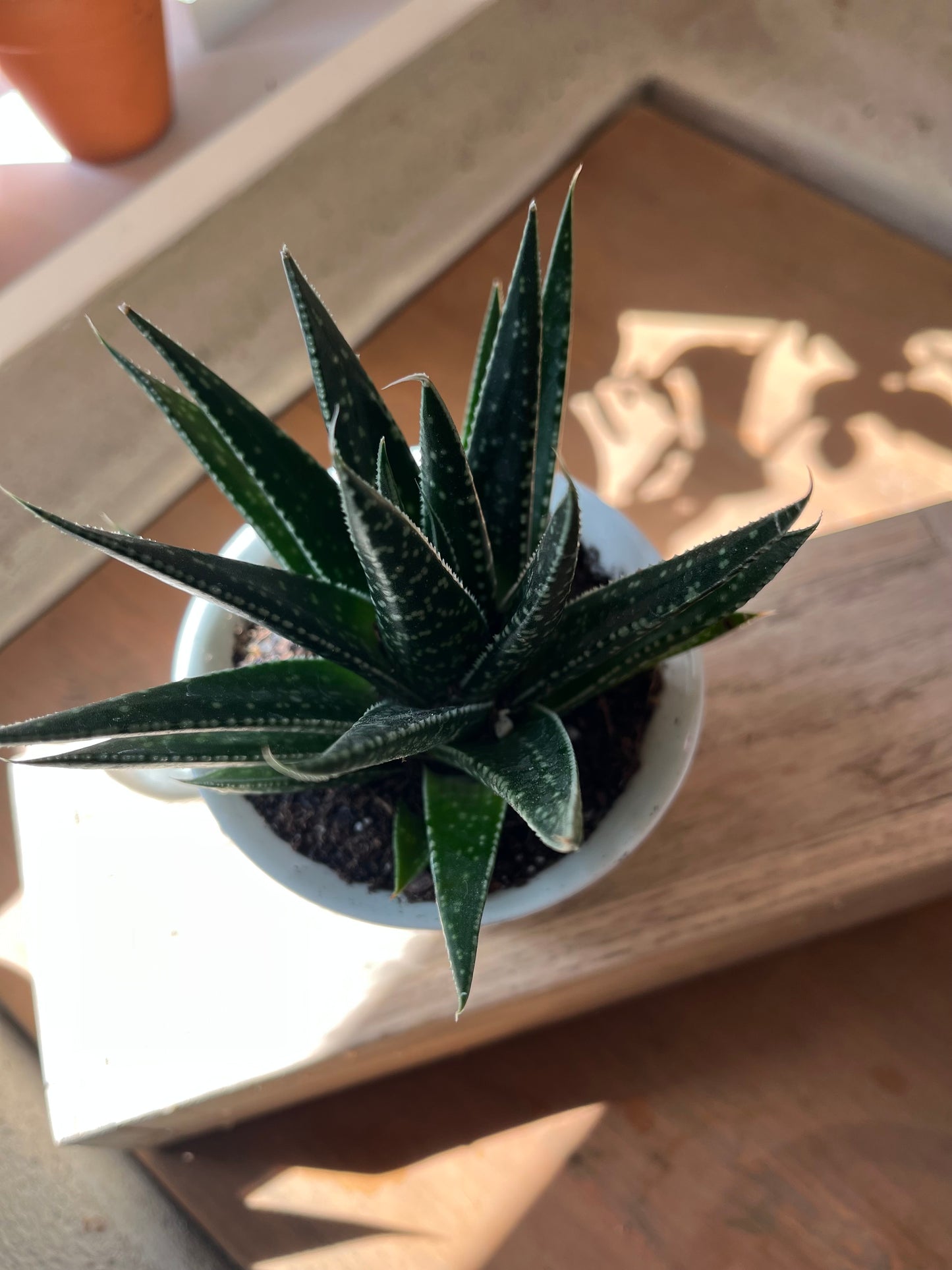 Haworthia
