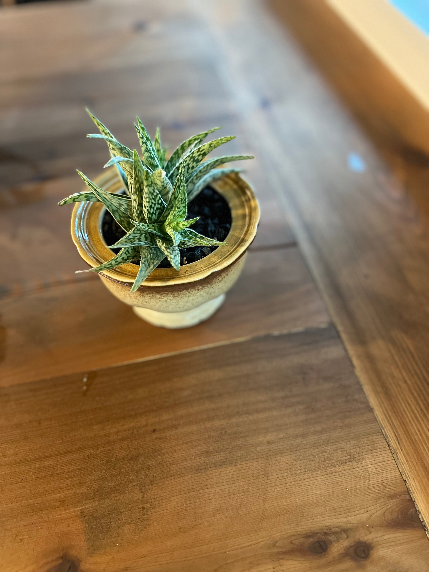Aloes in planter