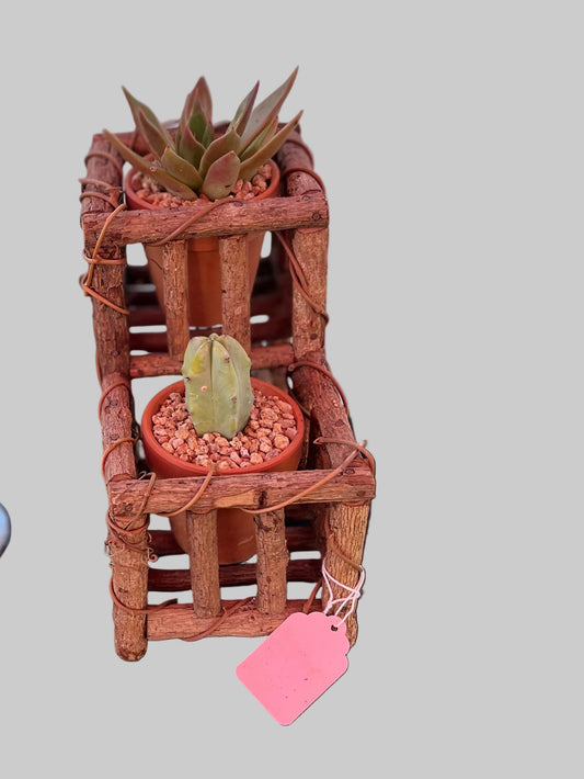 Wooded arrangement: Echeveria & Blue Candle Cactus