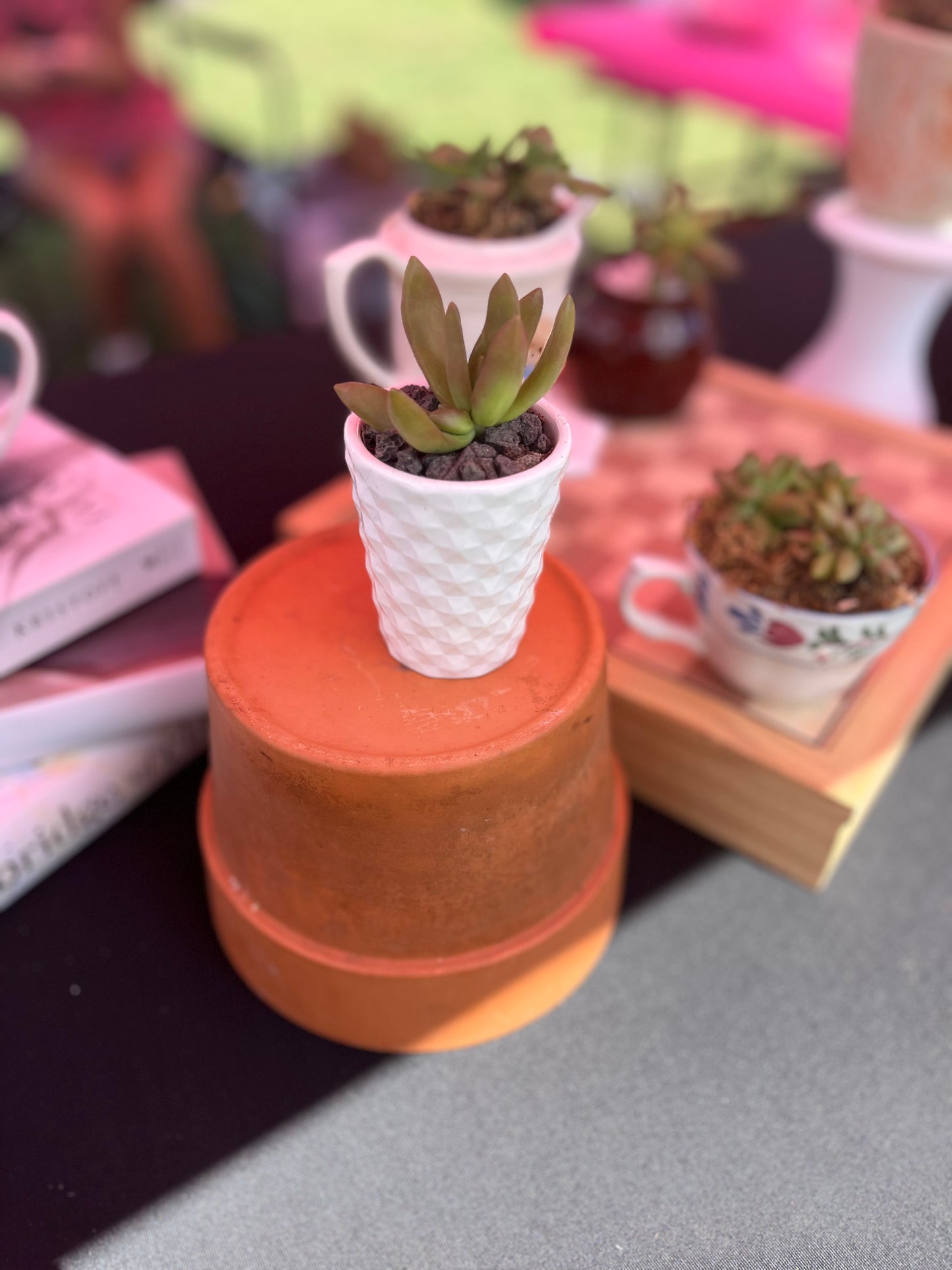 Sedum