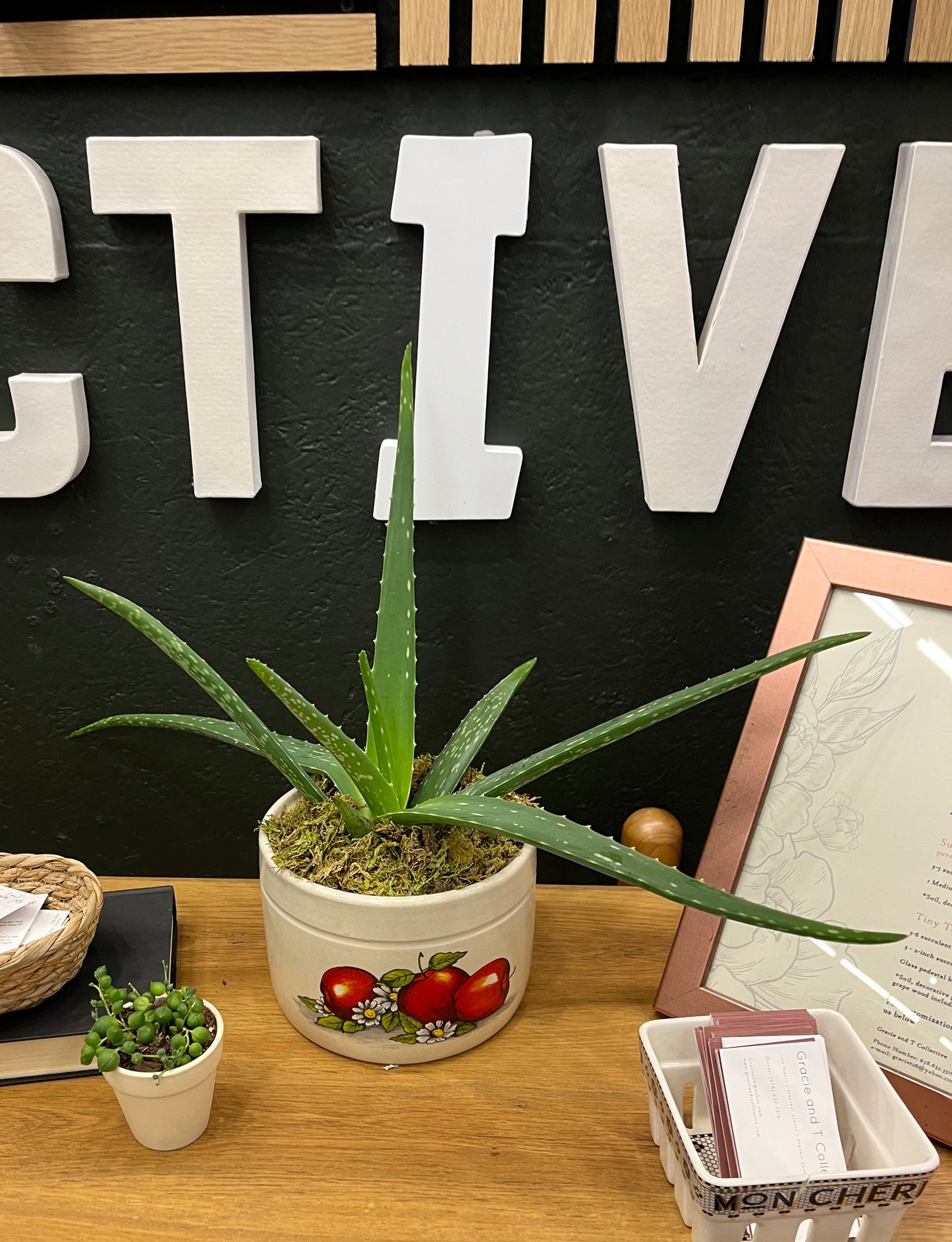 Aloe Vera’s