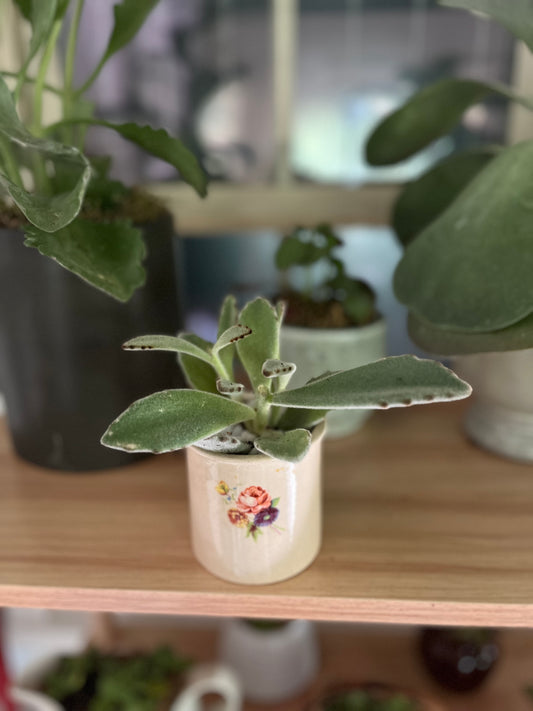 Panda Plant