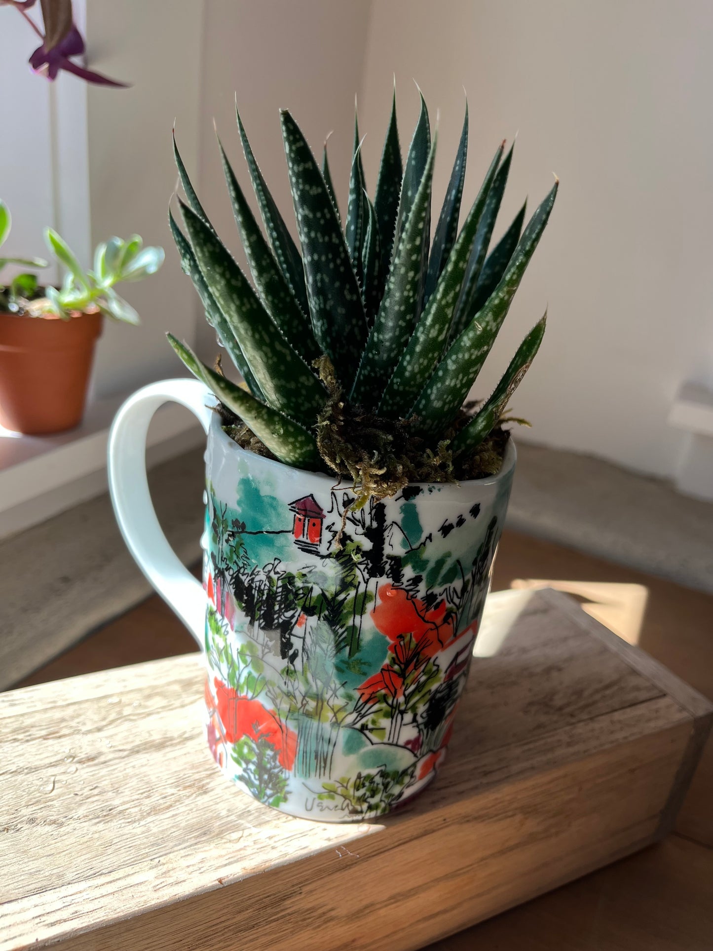Haworthia in orange mug