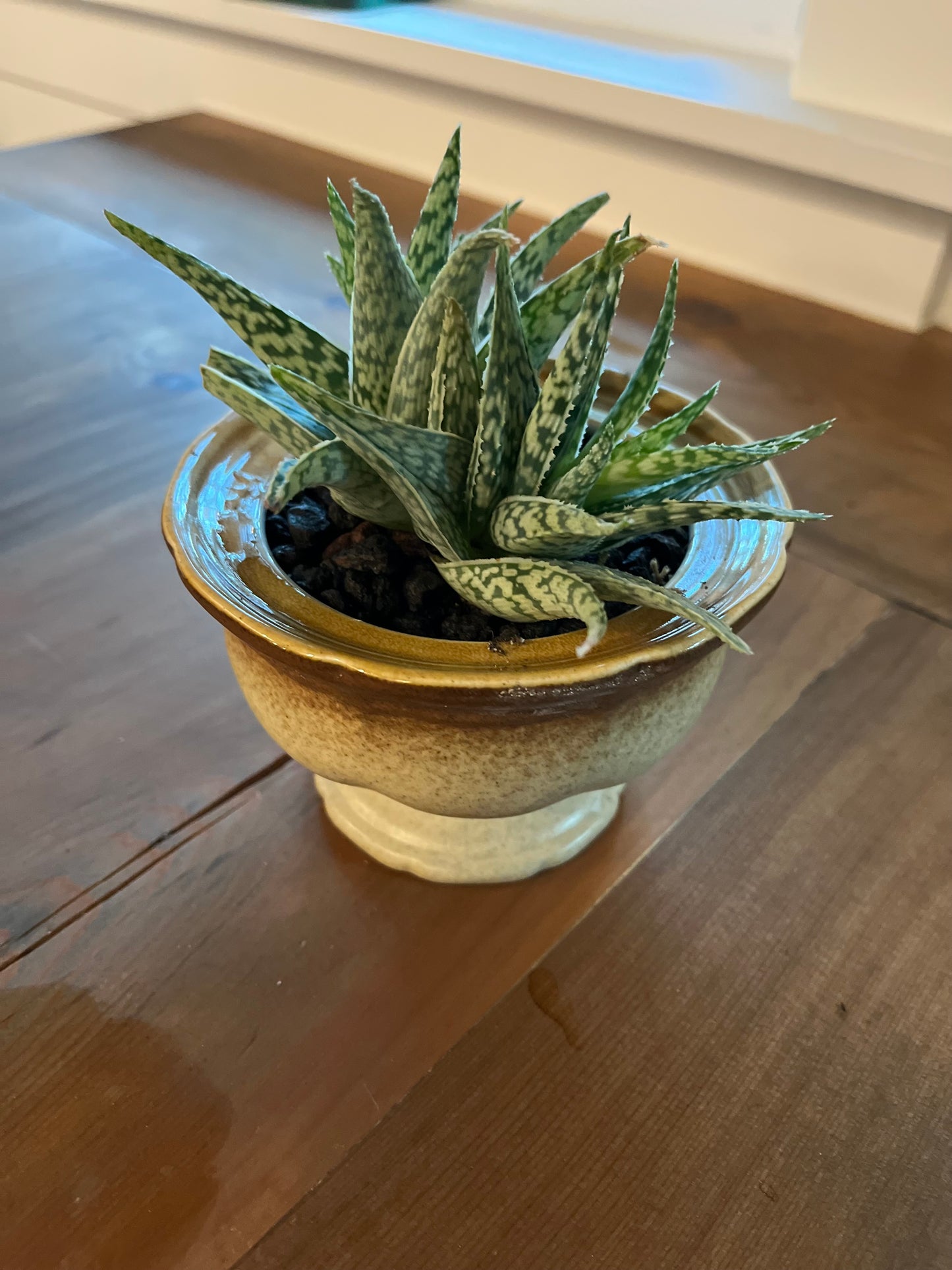 Aloes in planter