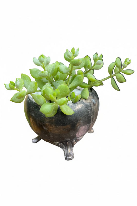 cliff cotyledon