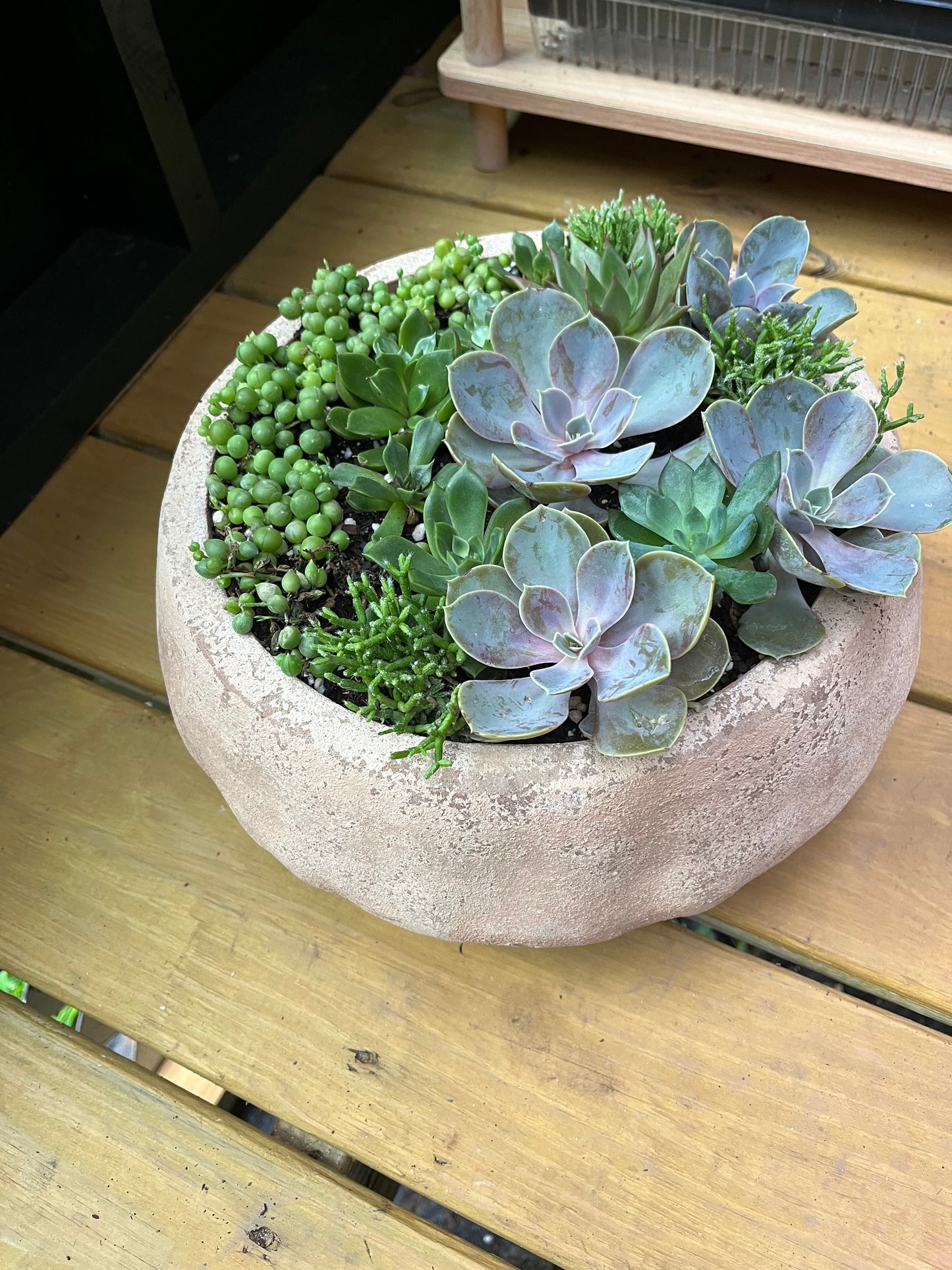 Succulent arrangement