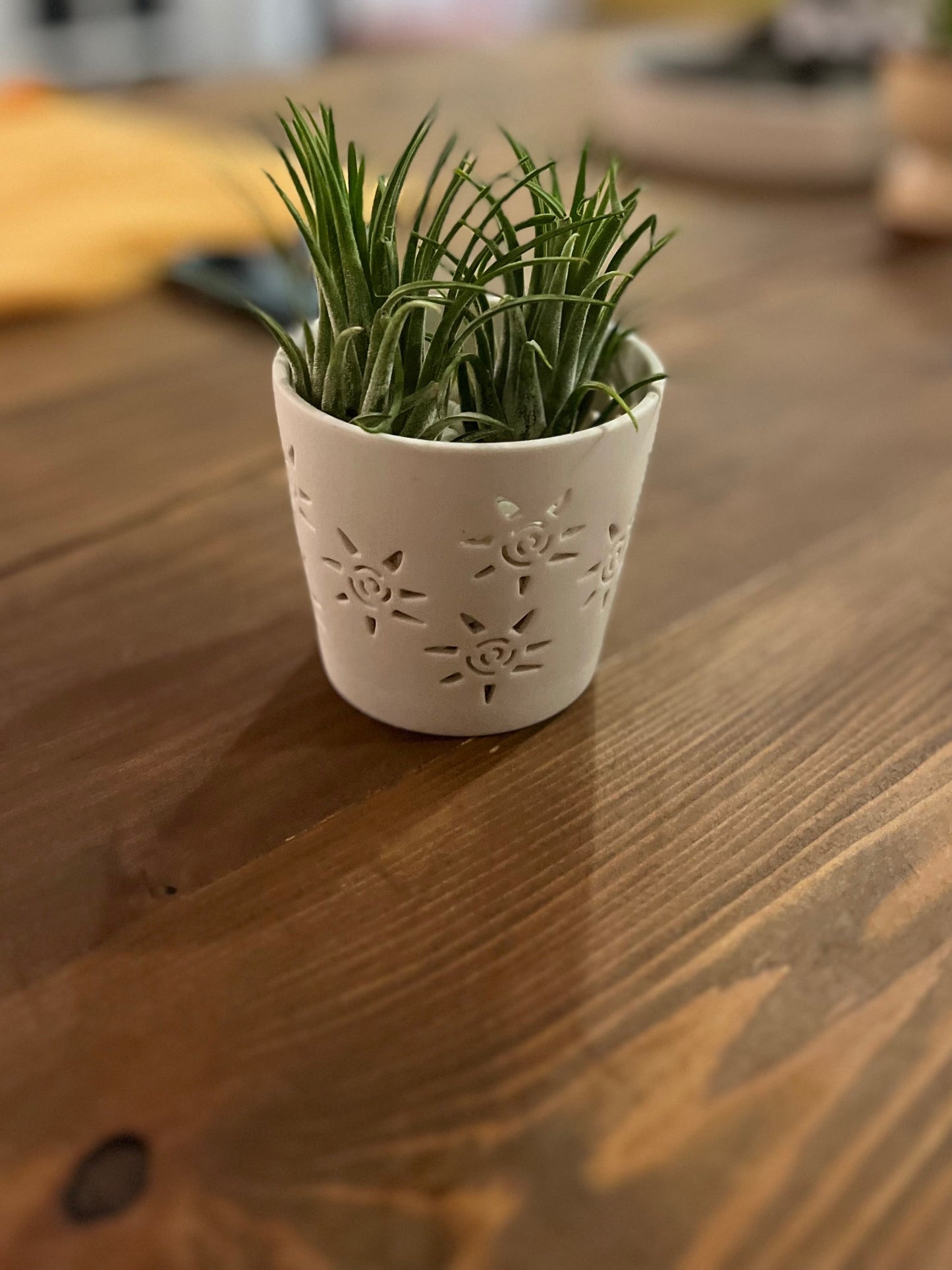 Tillandisa Air Plant