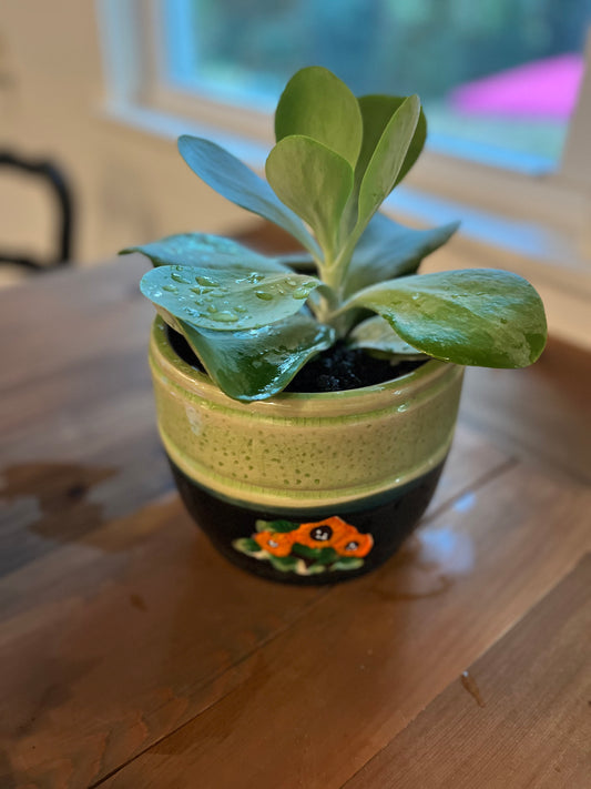Flapjack succulent