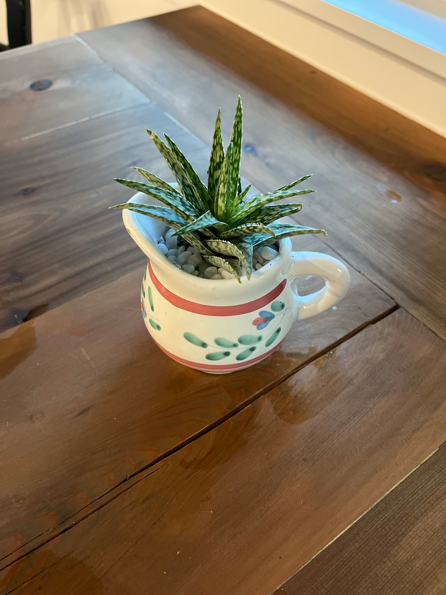 Aloe in terracotta vase