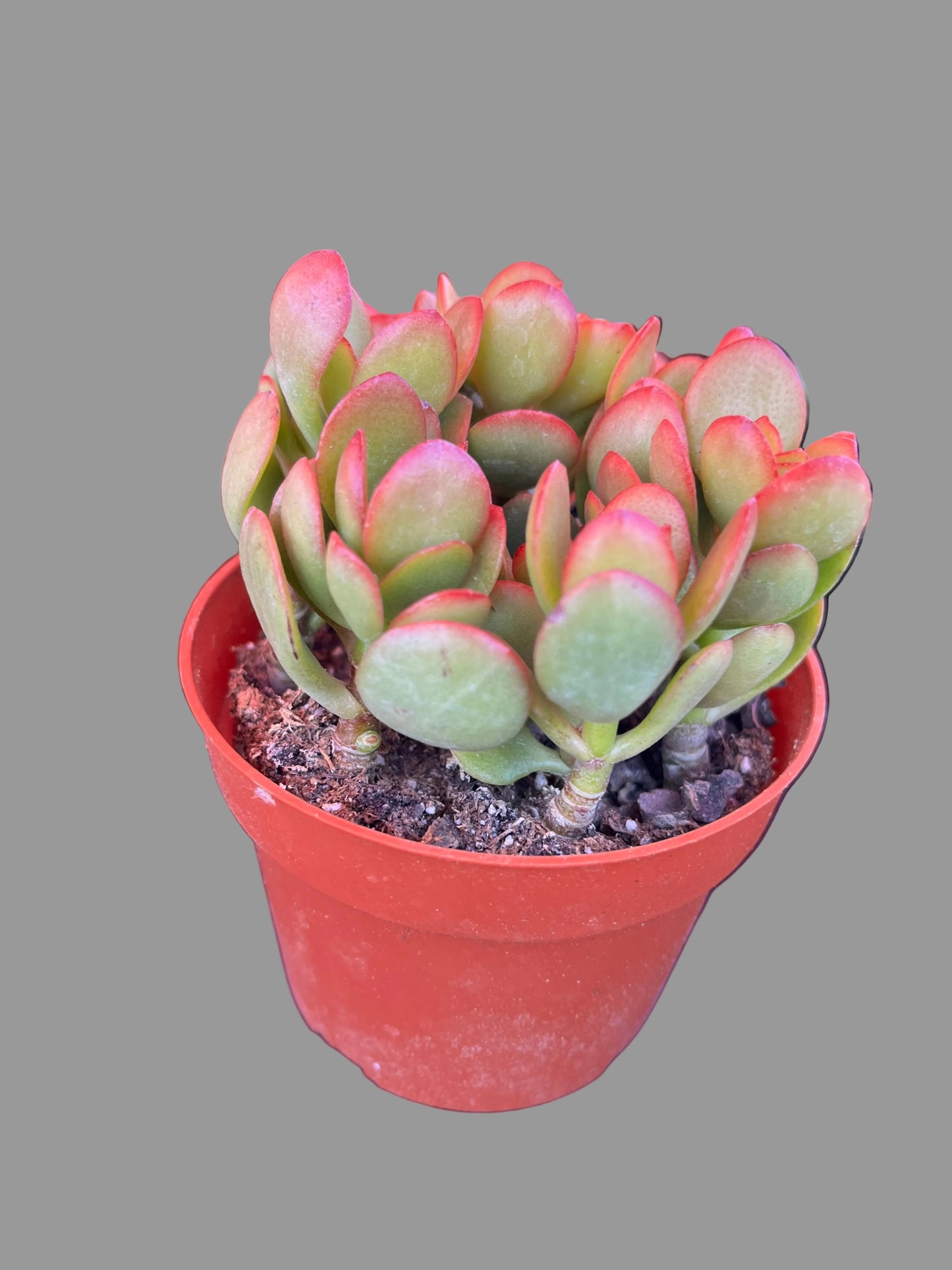 Golden Jade Plant