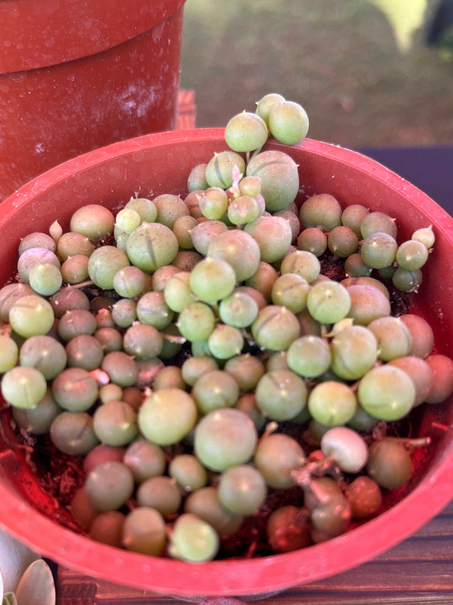 String of Pearls