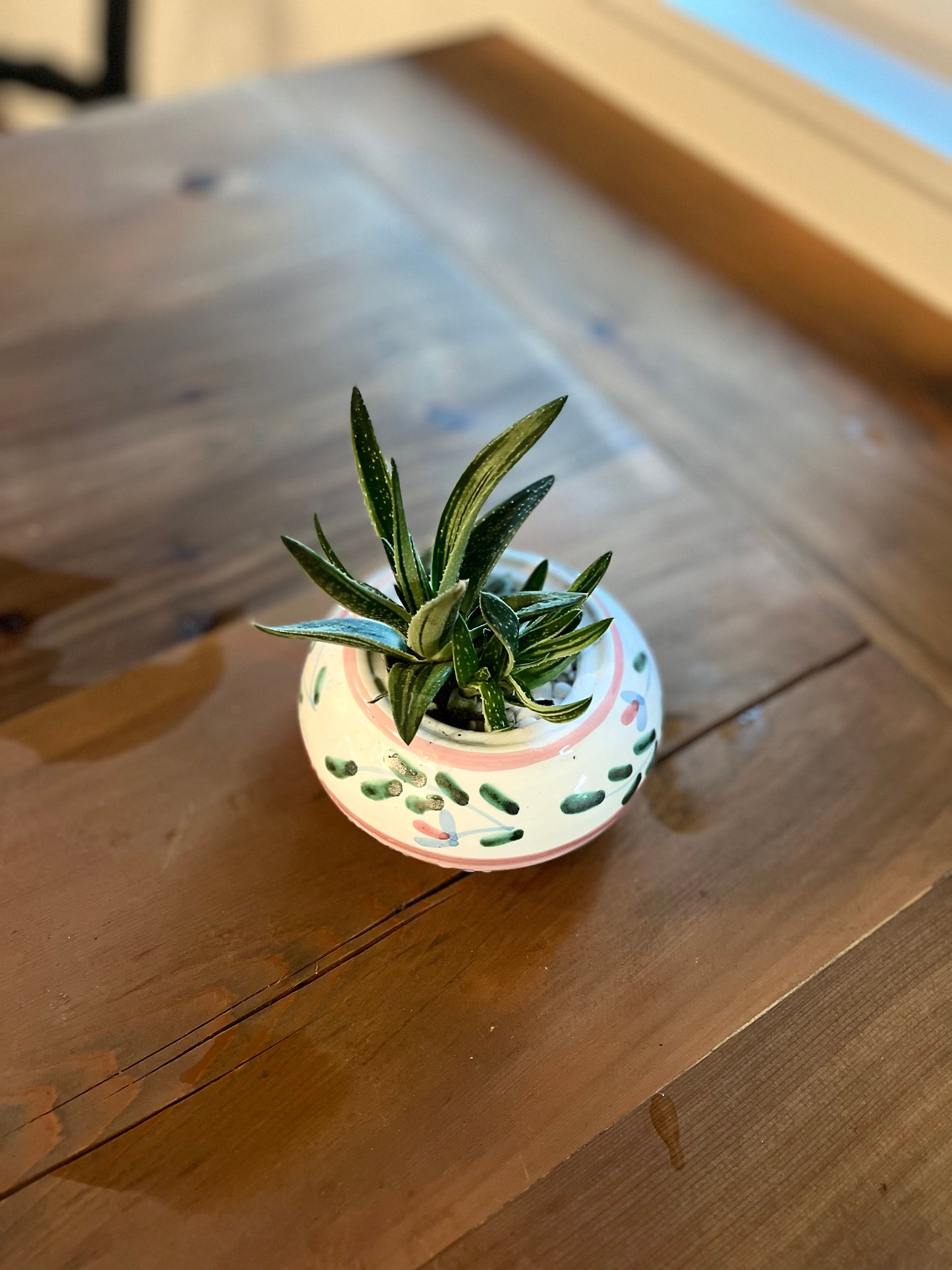 Haworthia in Pink/green terracotta