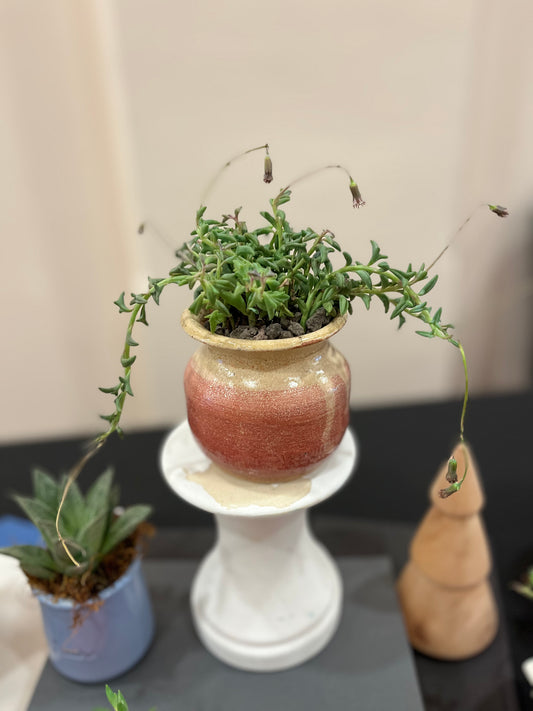 4 inch String of Dolphins