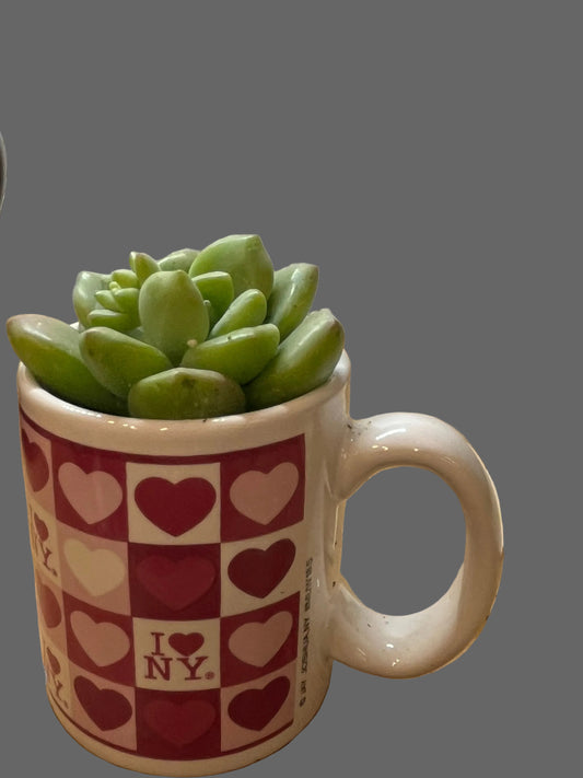 Mini Sedum in NY mug