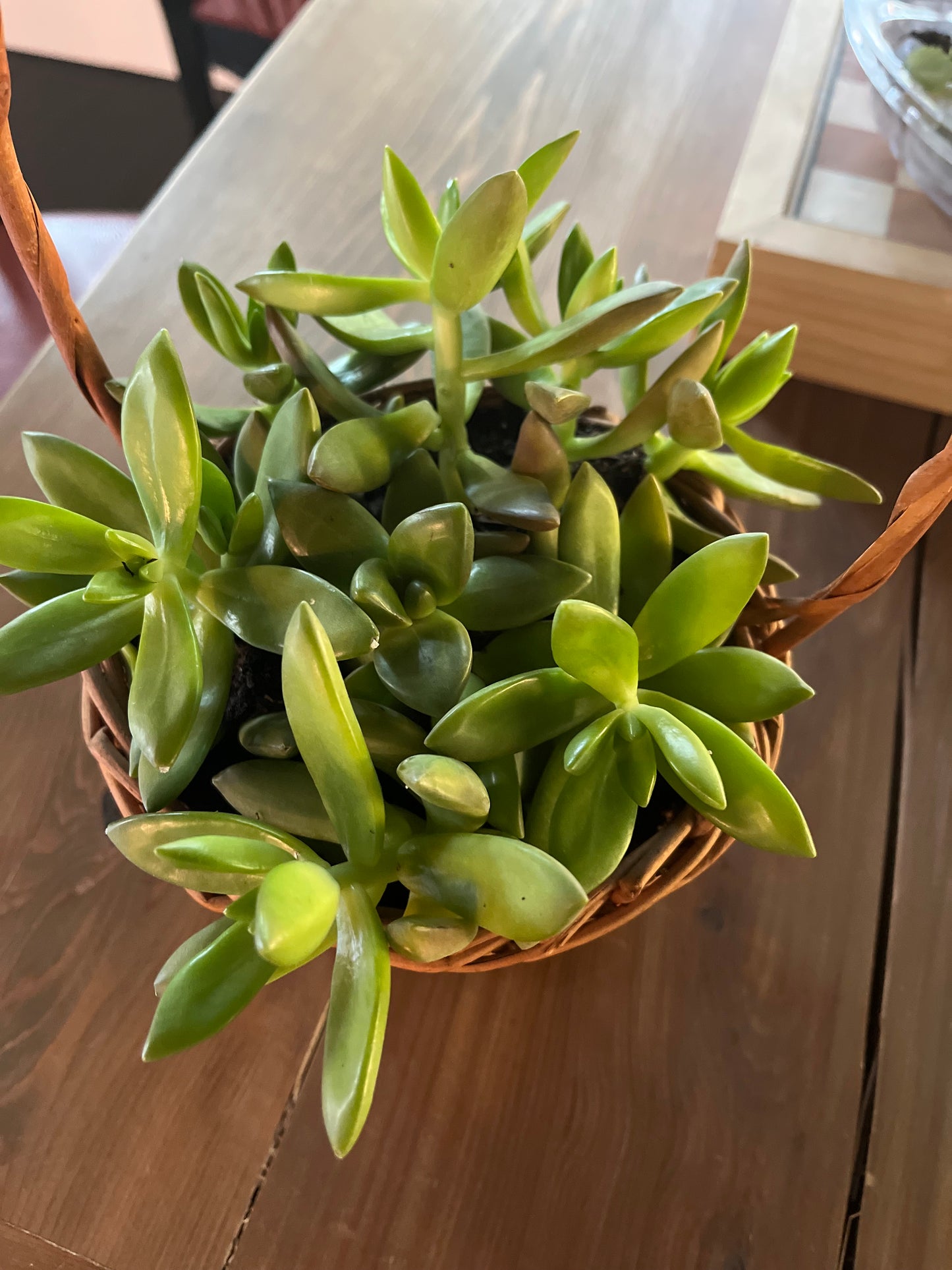 Succulent Garden in basket