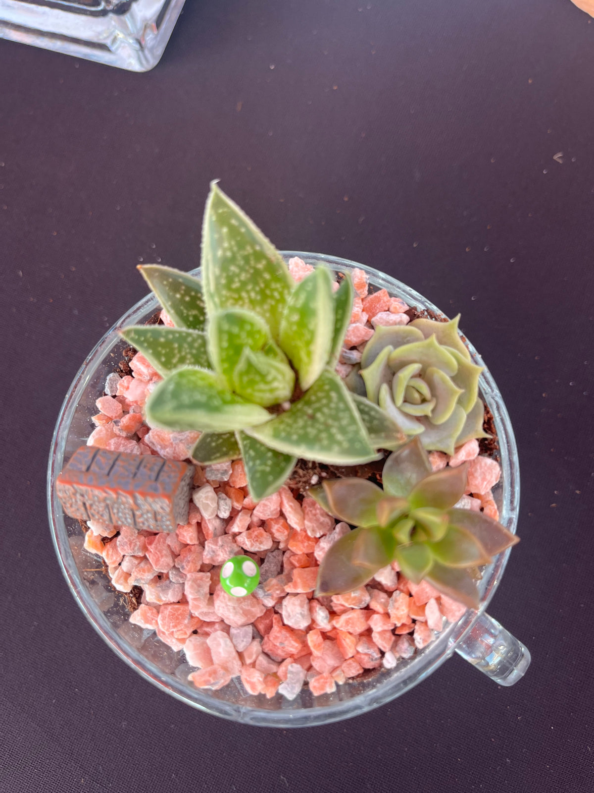 Mini Glass Vintage Teacup terrarium