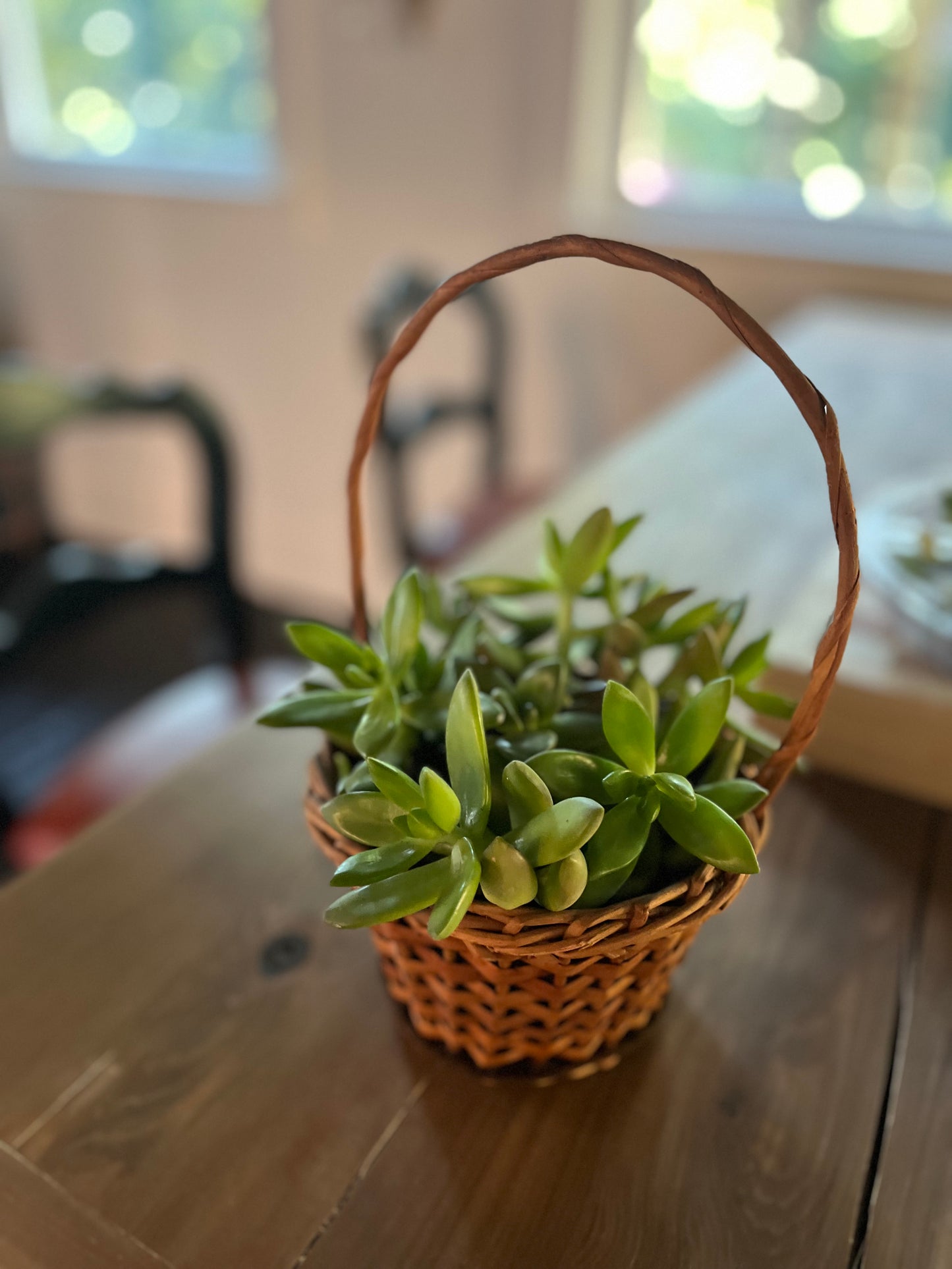 Succulent Garden in basket