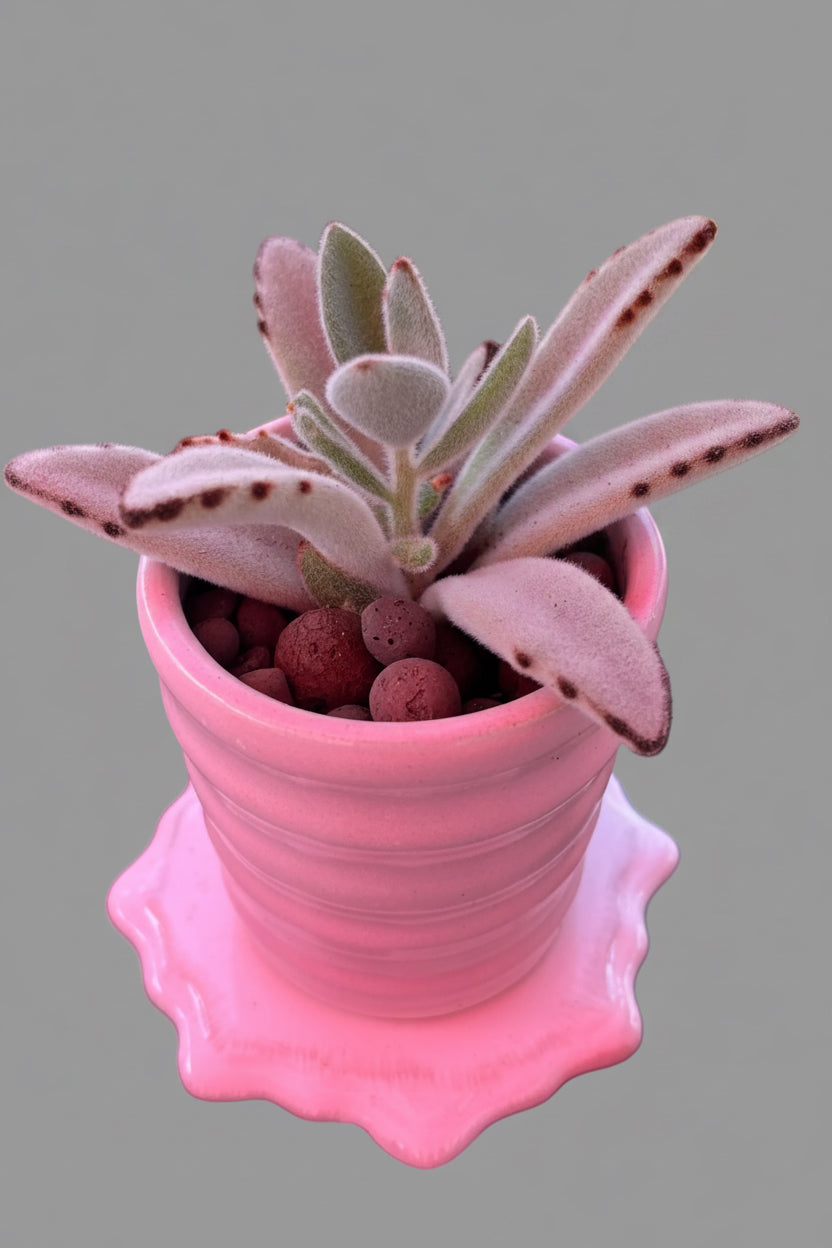 kalanchoe Tomentosa
